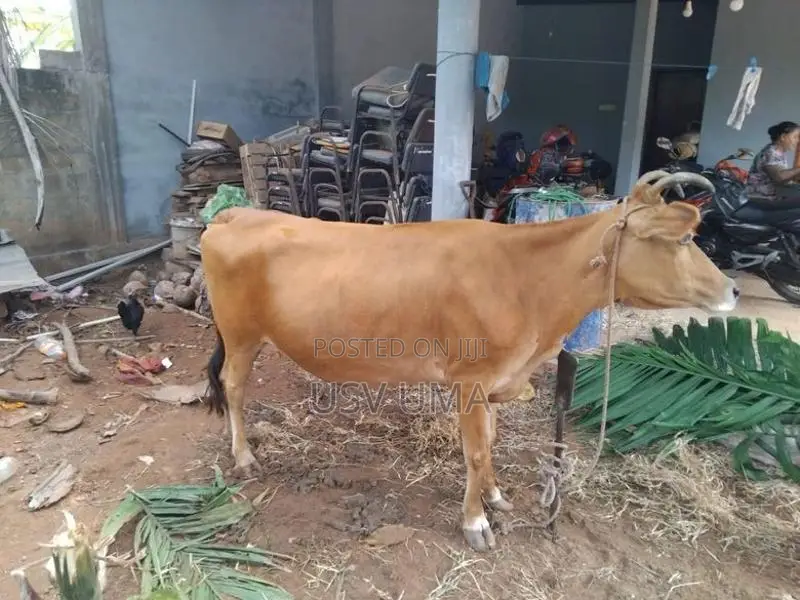Milk Cow