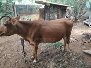 Milk Cow