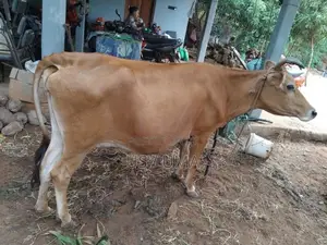 Milk Cow