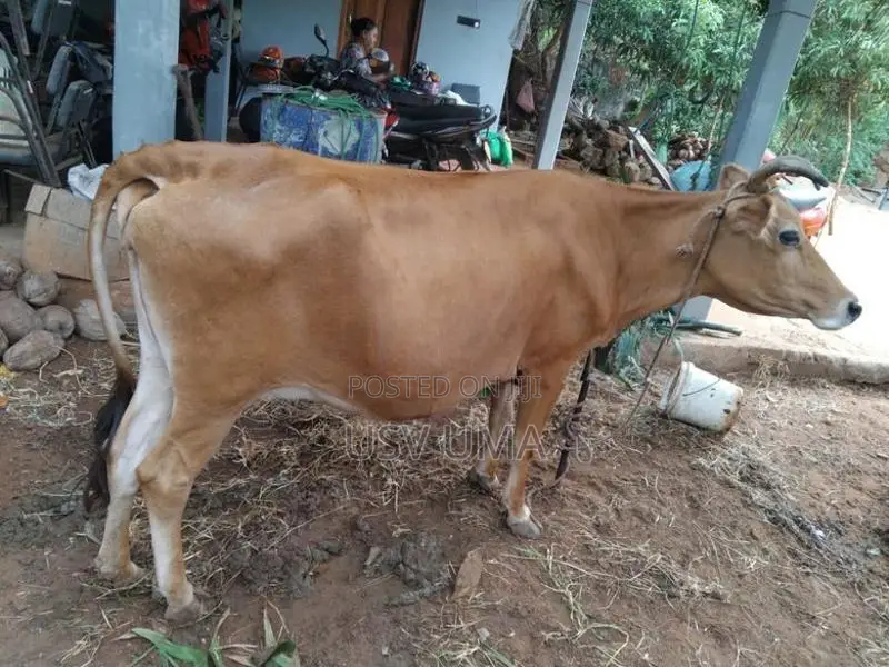 Milk Cow