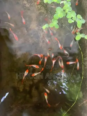 Gappy ගප්පි මසුන්