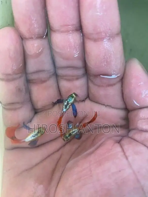 Gappy ගප්පි මසුන්