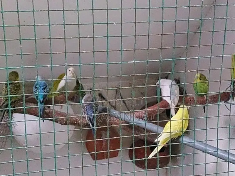 Love Birds