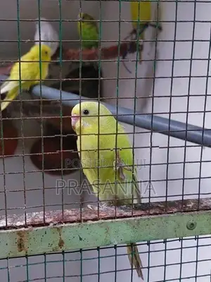 Love Birds