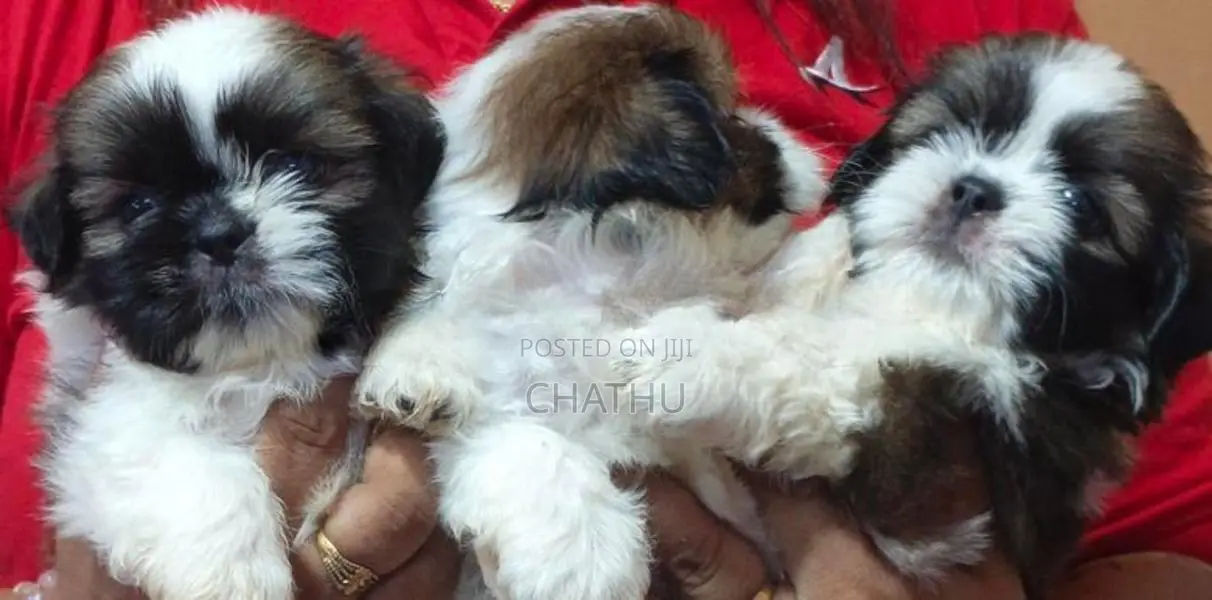 Shih Tzu Female Puppy