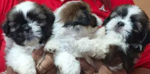 Shih Tzu Female Puppy