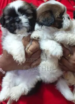 Shih Tzu Female Puppy
