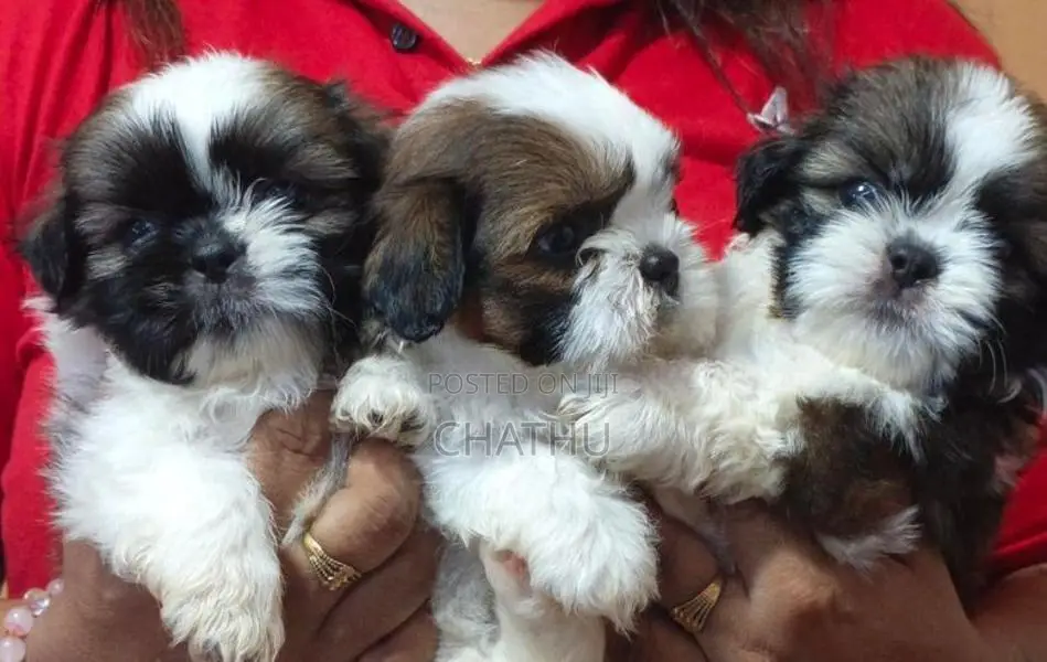 Shih Tzu Female Puppy