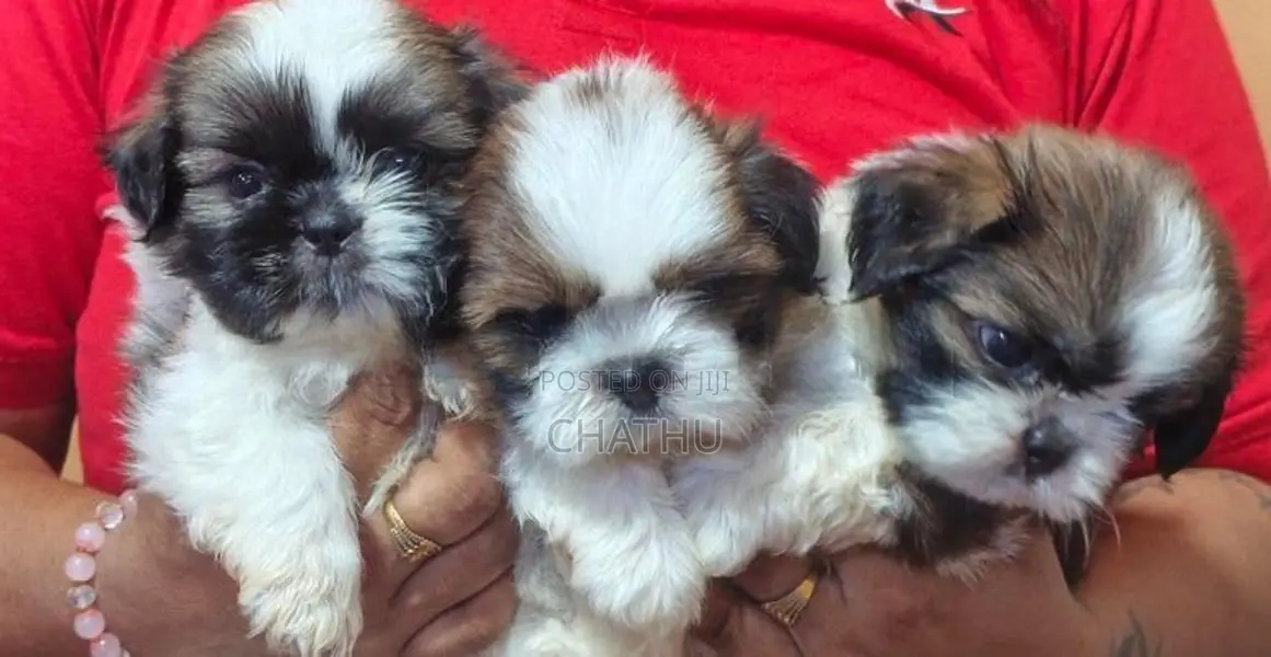 Shih Tzu Female Puppy