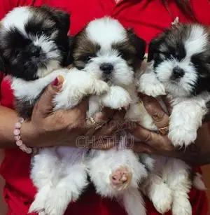 Shih Tzu Female Puppy