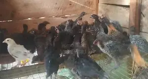 Sonali Chicks