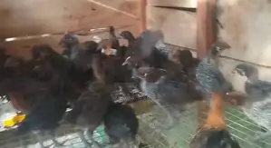 Sonali Chicks