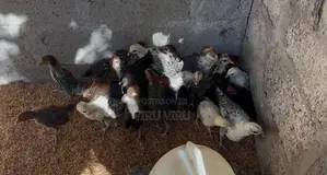 Sonali Chicks