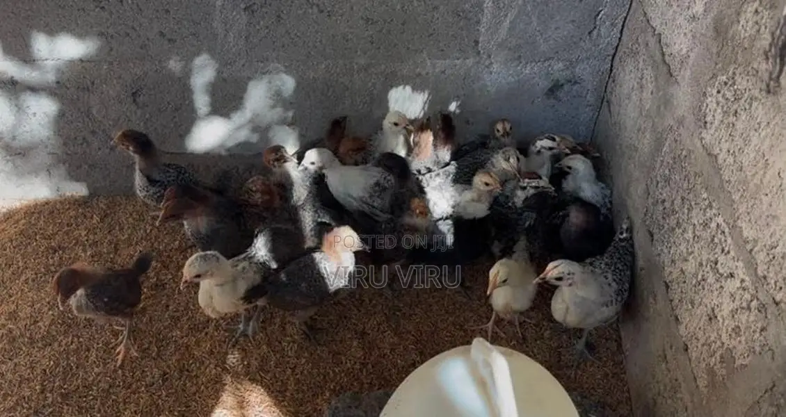 Sonali Chicks