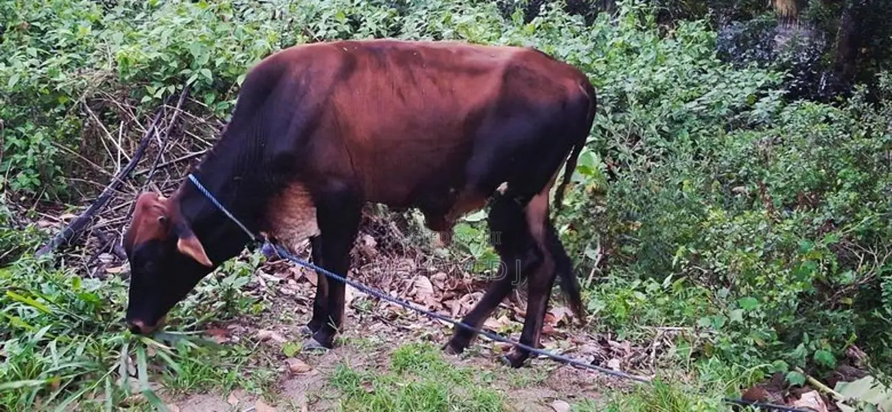 Farm Cow