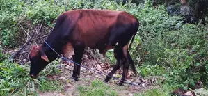 Farm Cow
