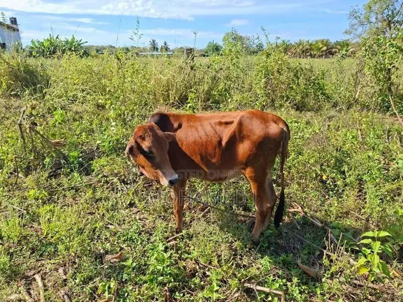 Farm Cow
