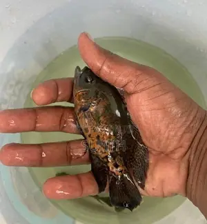 Oscar Fish