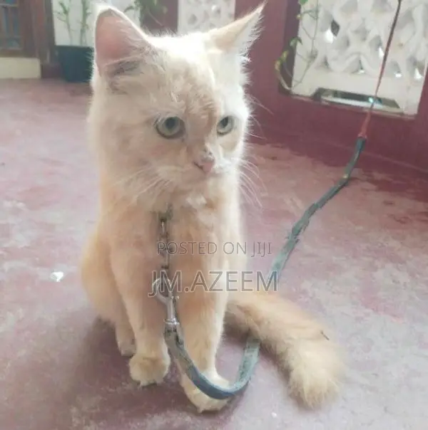 Persian Kitten