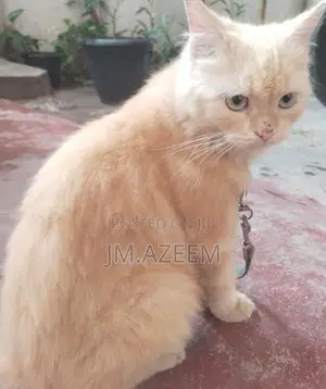 Persian Kitten
