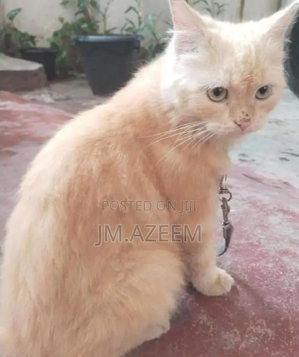 Persian Kitten
