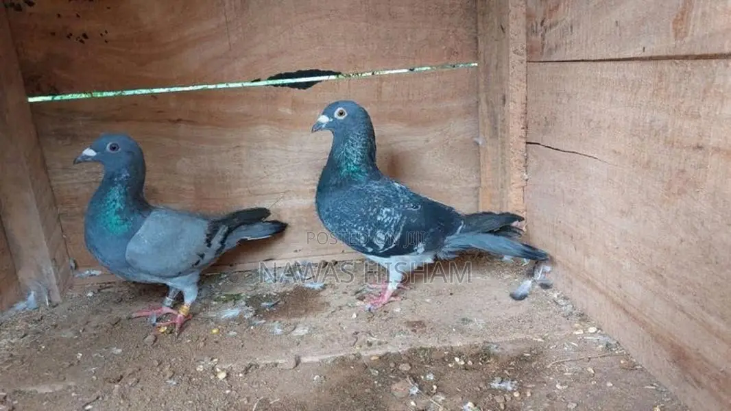 Racing Homer Pigeons