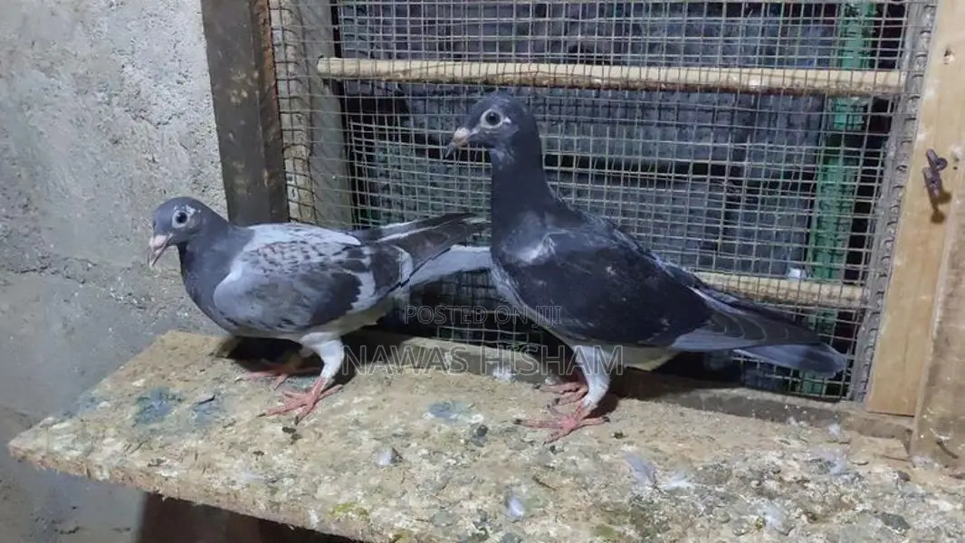 Racing Homer Pigeons