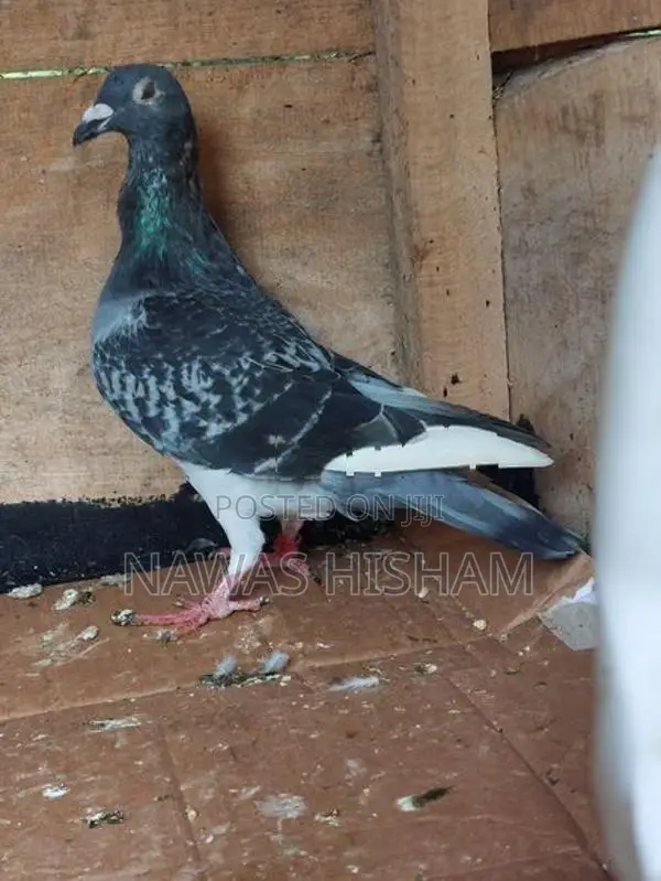 Racing Homer Pigeons