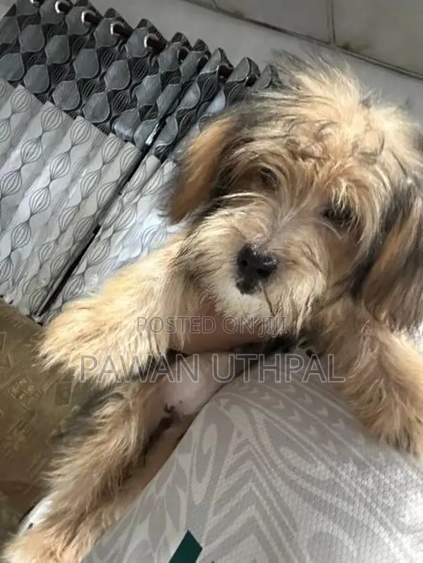 Yorkshire Terrier Puppy