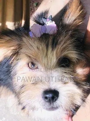 Yorkshire Terrier Puppy