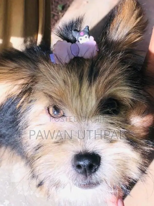Yorkshire Terrier Puppy