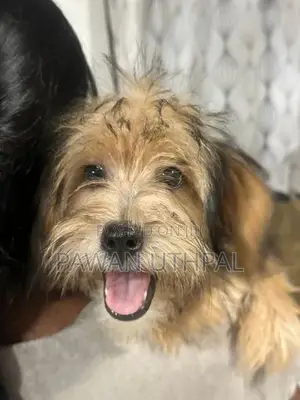 Yorkshire Terrier Puppy