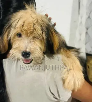 Yorkshire Terrier Puppy