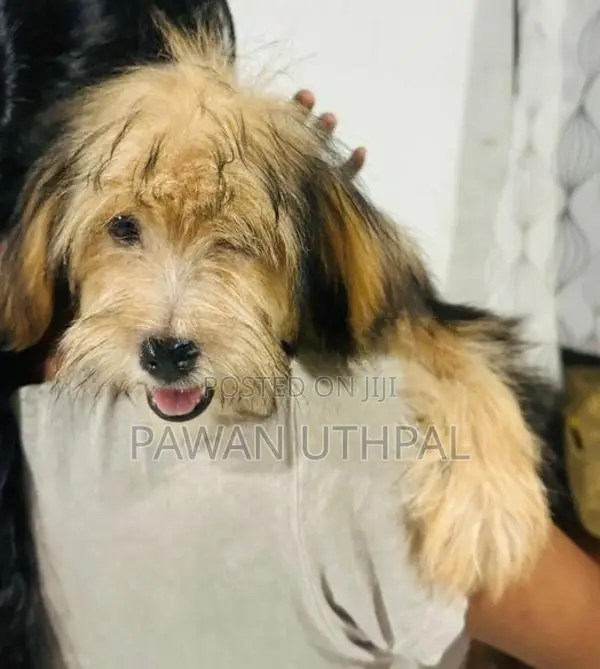 Yorkshire Terrier Puppy