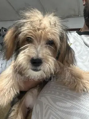Yorkshire Terrier Puppy