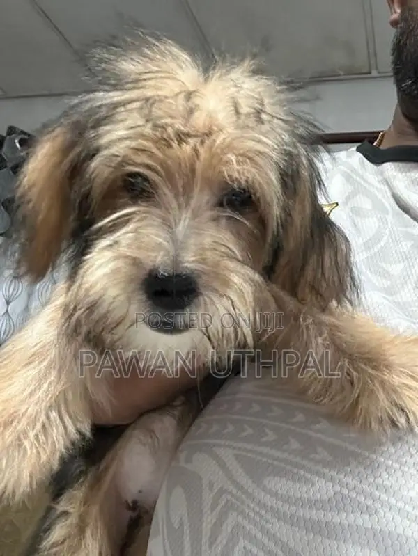Yorkshire Terrier Puppy