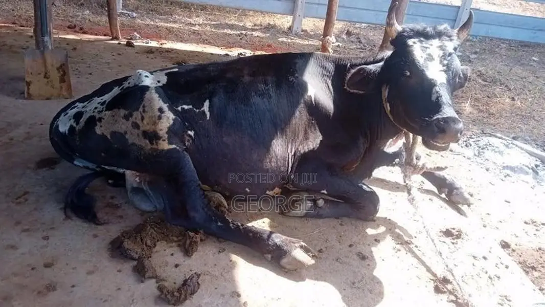 Bull