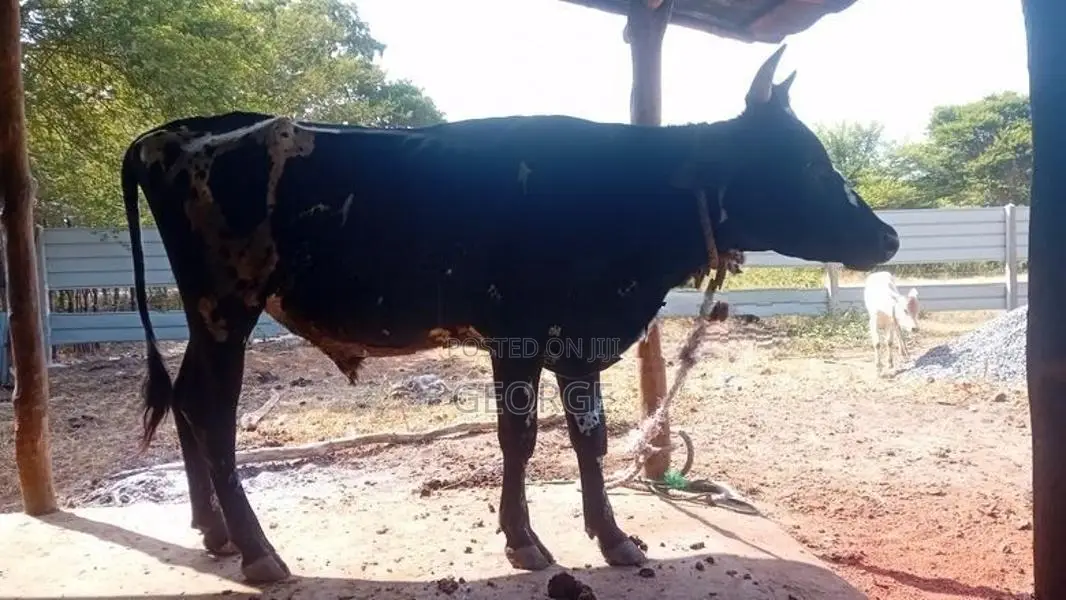 Bull
