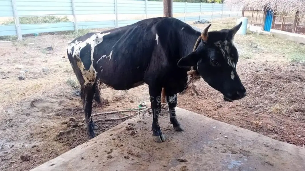 Bull