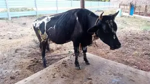 Bull