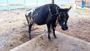 Bull