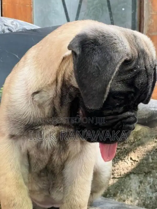Bullmastiff Puppy