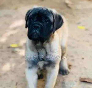 Bullmastiff Puppy