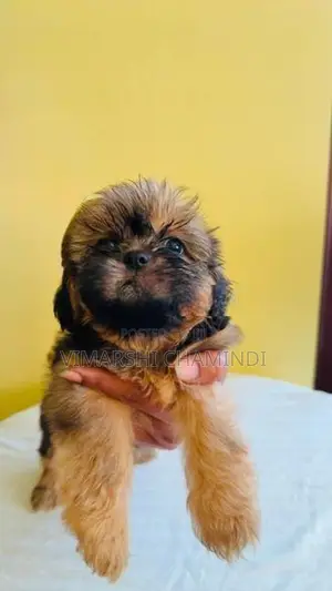 Shih Tzu Puppies