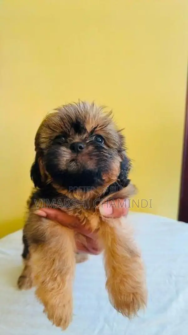 Shih Tzu Puppies