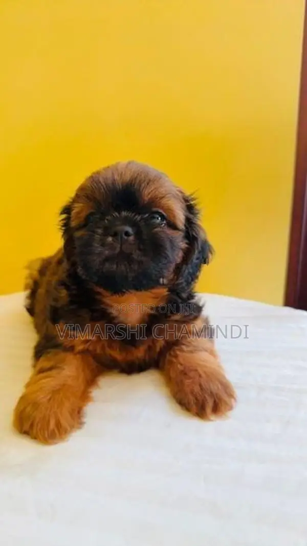 Shih Tzu Puppies