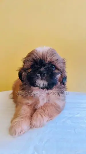 Shih Tzu Puppies