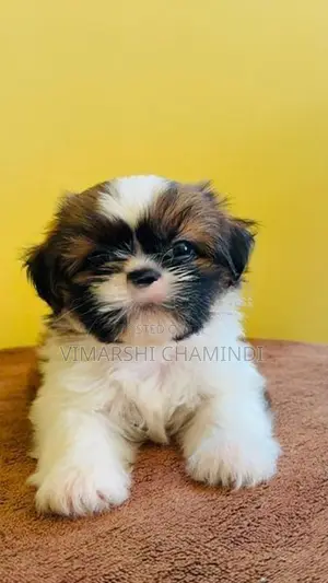 Shih Tzu Puppies