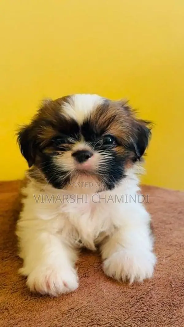 Shih Tzu Puppies