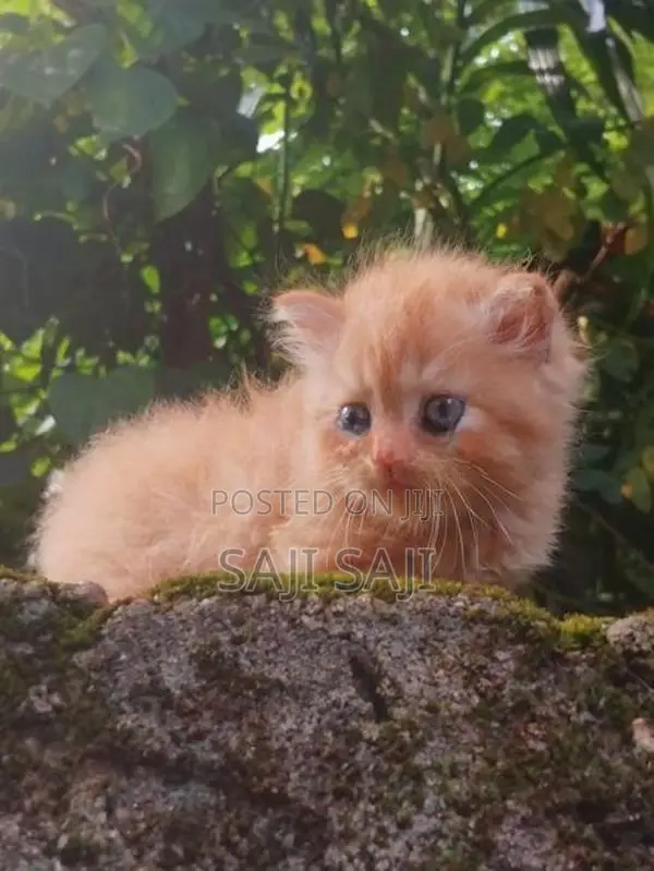 Persian Cat